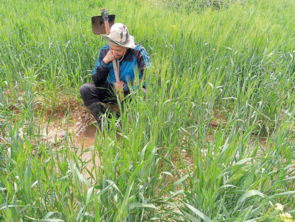 Farmer irrigating a wheat field in Morocco
