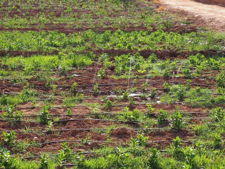 How to Choose a Smart Irrigation System for Your Farm